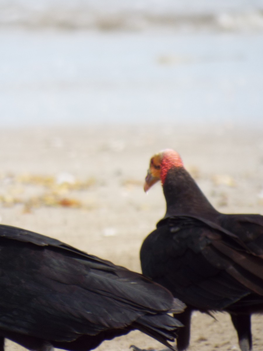 Lesser Yellow-headed Vulture - ML644265520