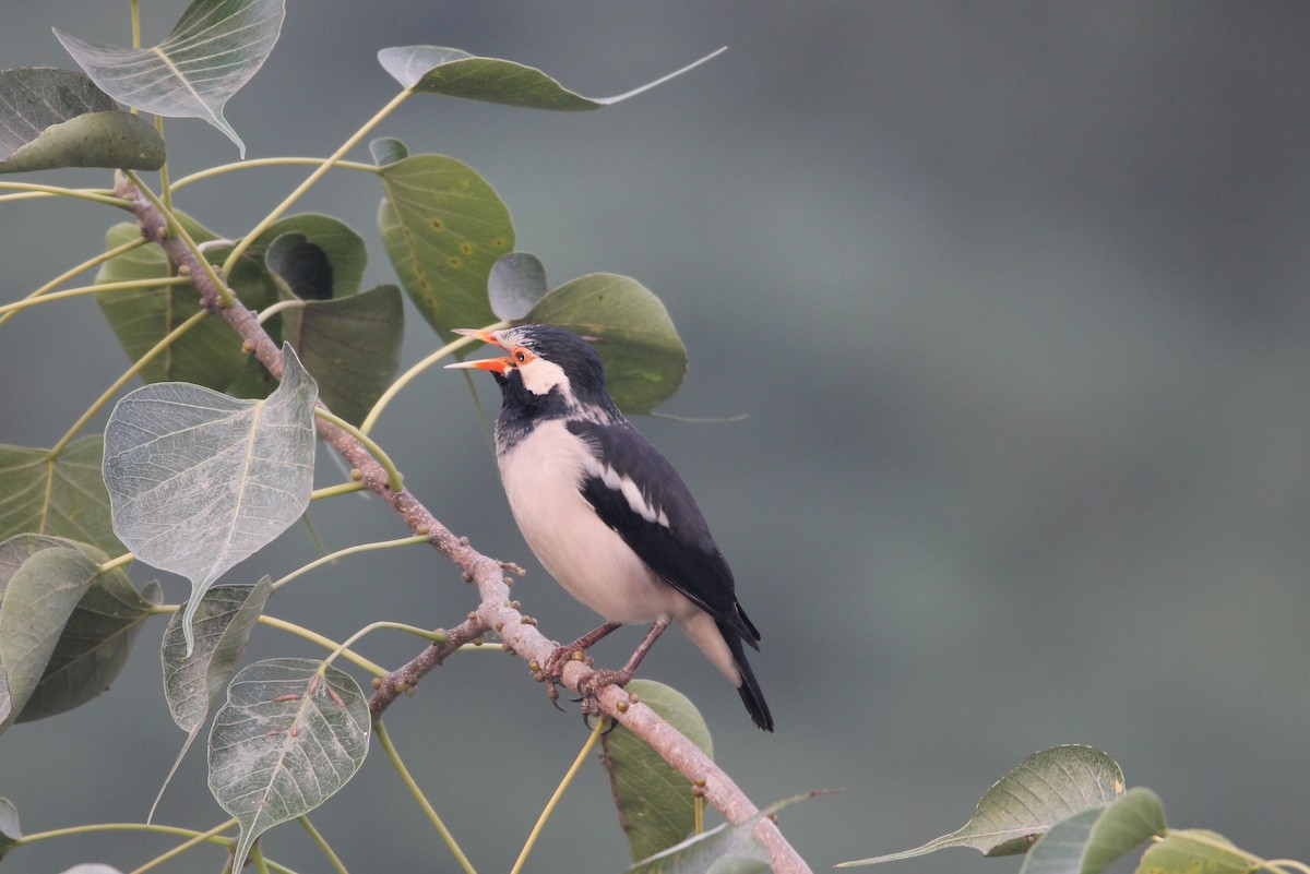 印度鵲椋鳥 - ML644265530