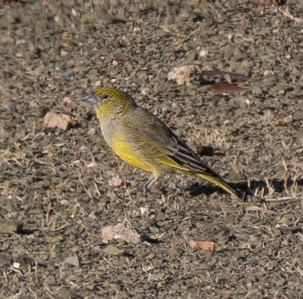 Посвірж золотогузий - ML644265538