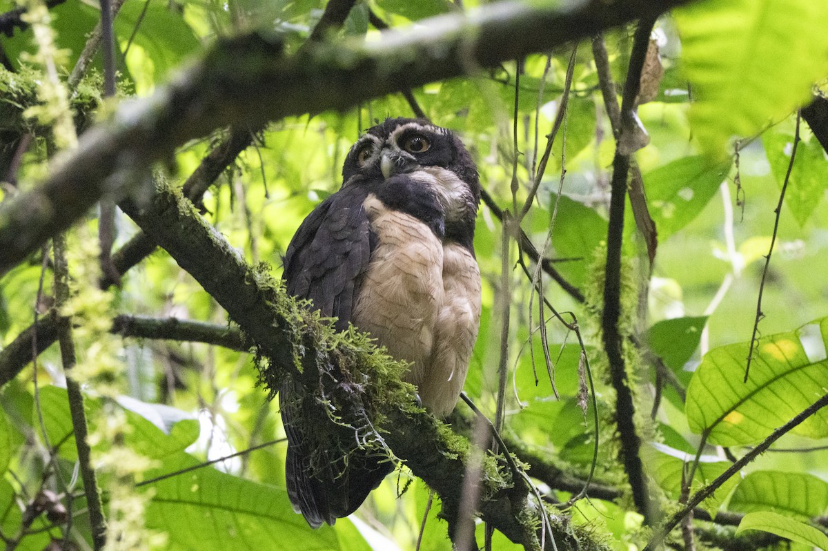 Spectacled Owl - ML644265540