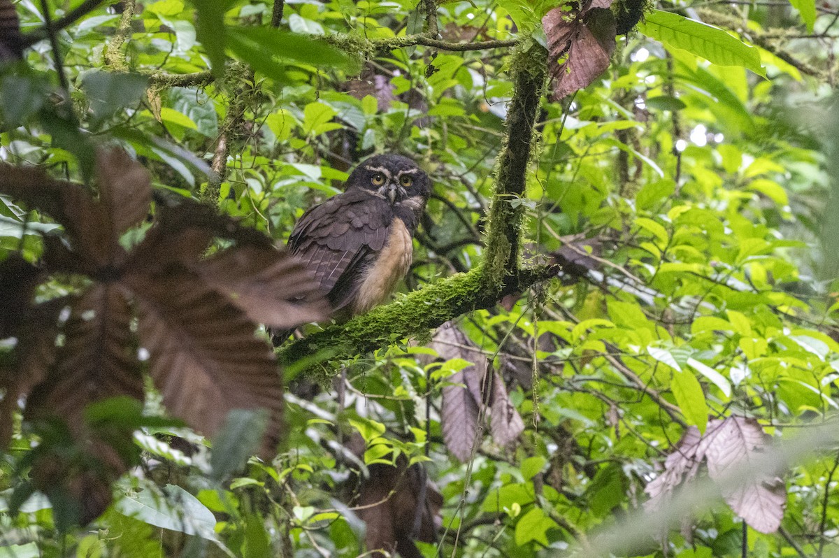 Spectacled Owl - ML644265541