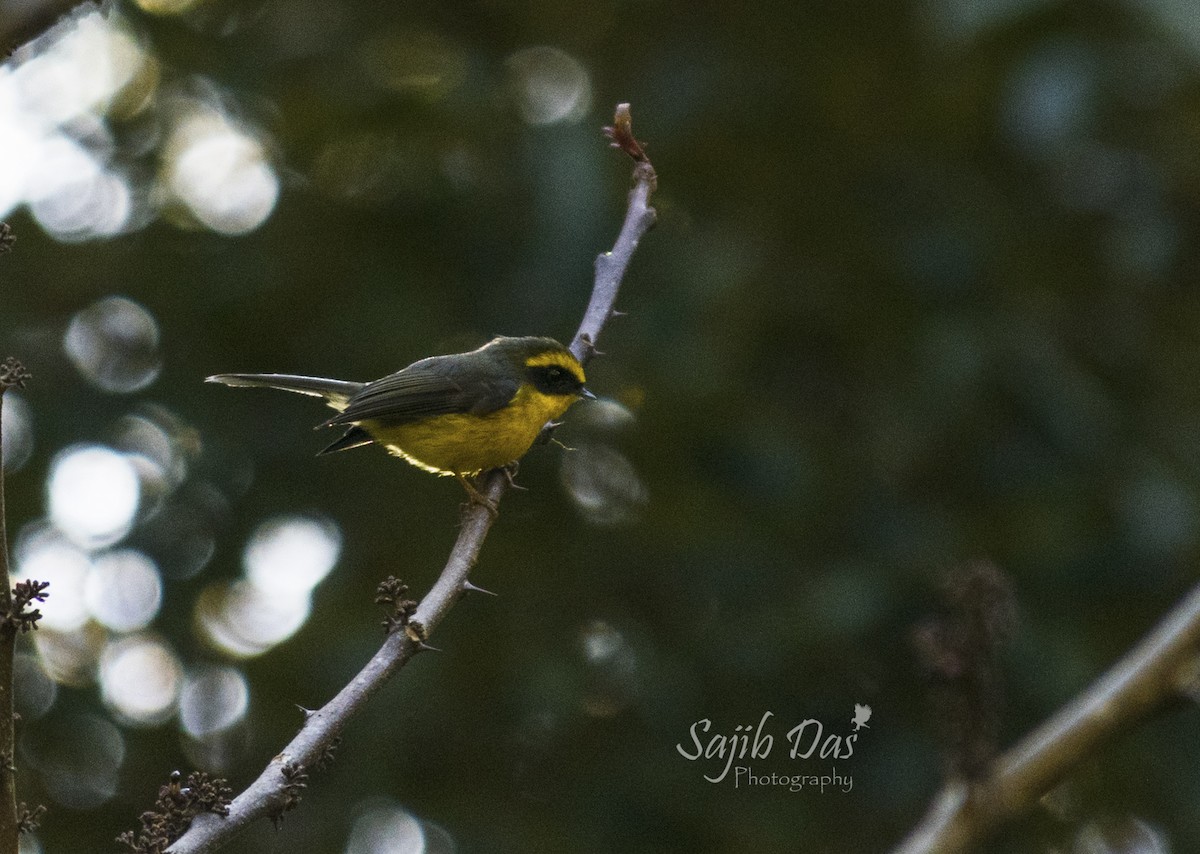 Yellow-bellied Fairy-Fantail - ML644265560