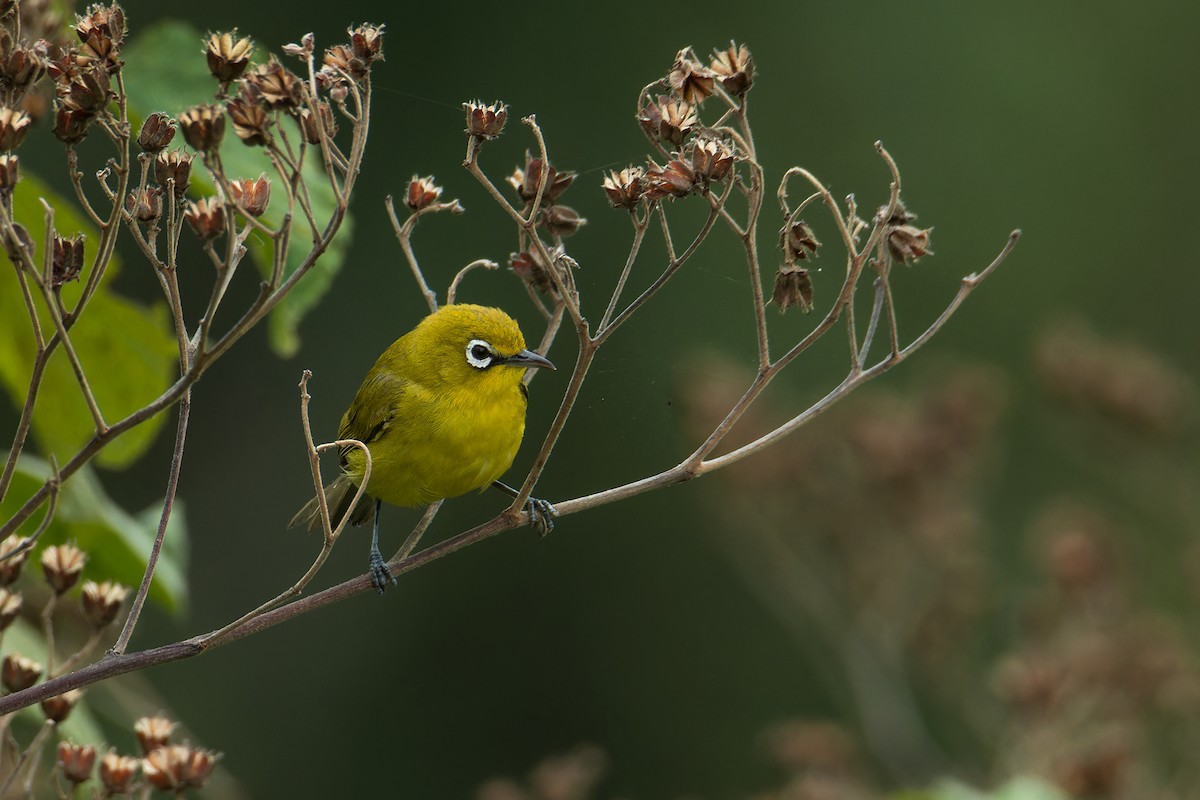 Lemon-bellied White-eye - ML644265577