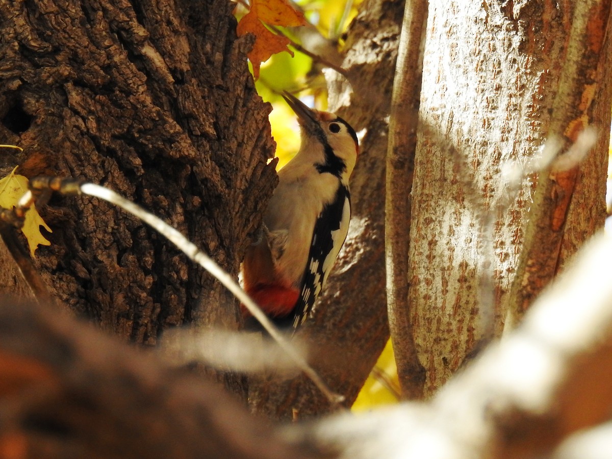 Syrian Woodpecker - ML644265578