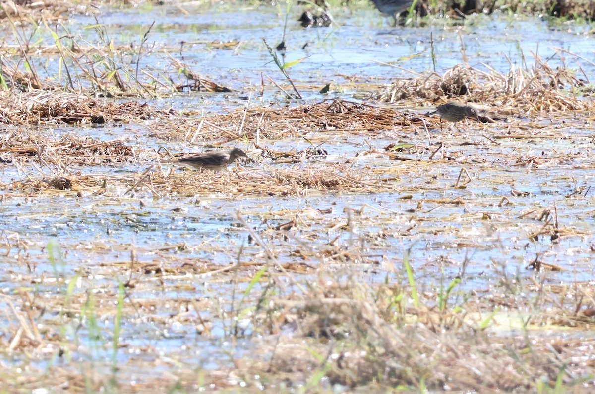 American Pipit - ML644265579