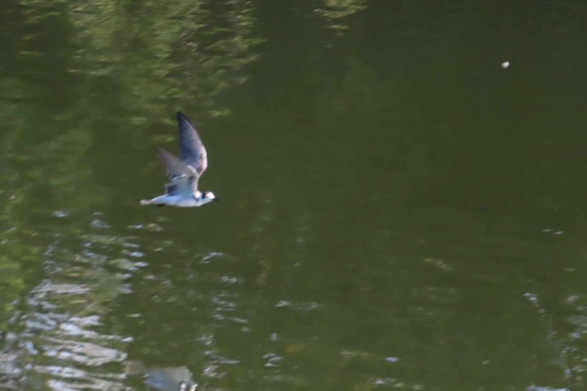 Mignattino comune - ML644265597