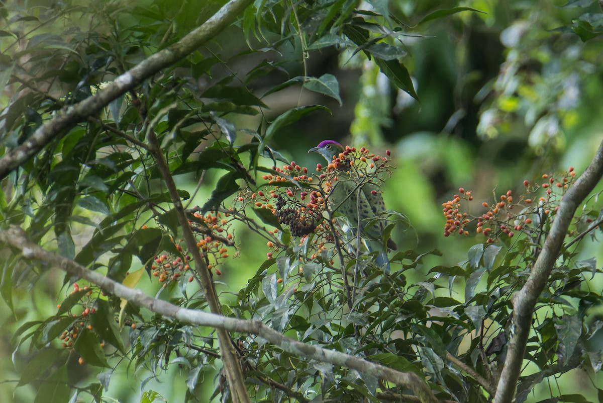Superb Fruit-Dove (Western) - ML644265599
