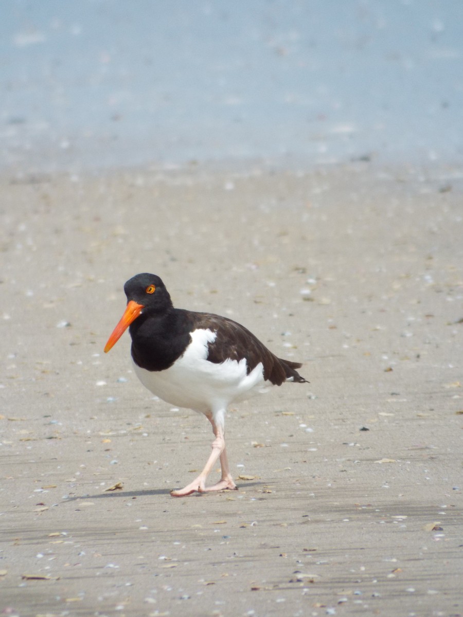 American Oystercatcher - ML644265604