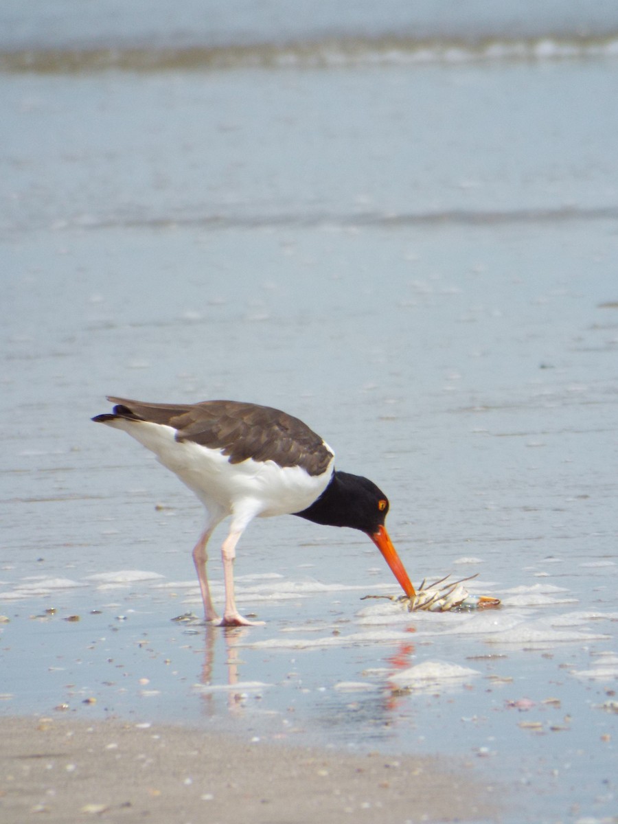 American Oystercatcher - ML644265605