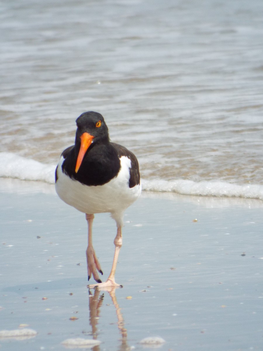 American Oystercatcher - ML644265606
