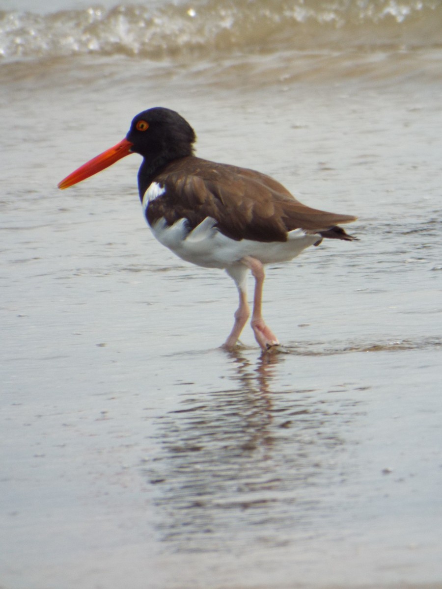 American Oystercatcher - ML644265607