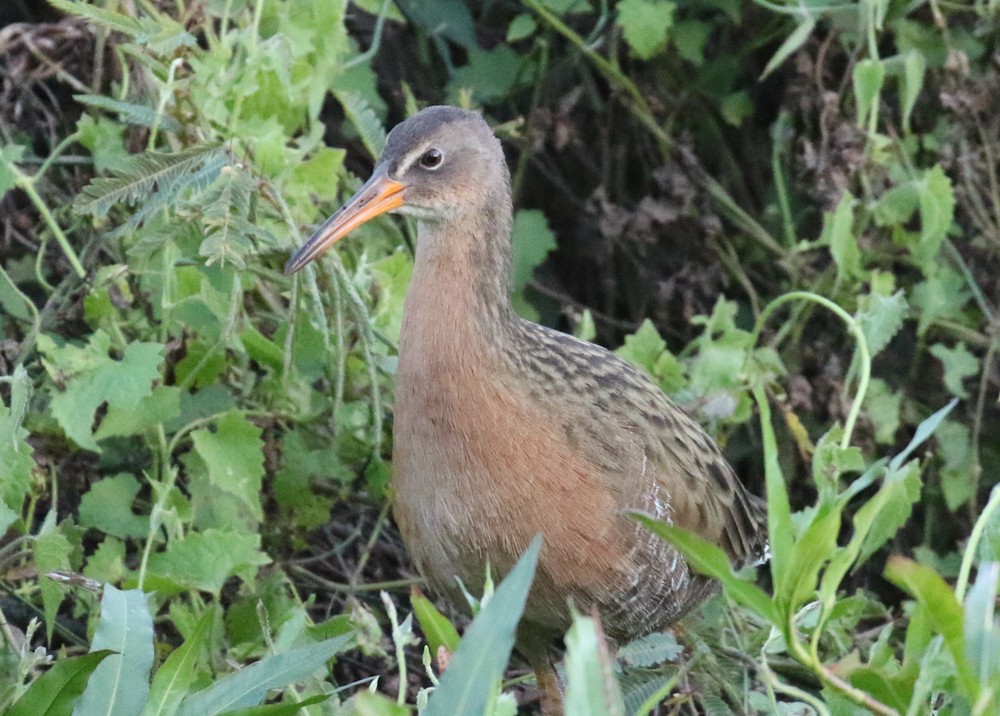 Aztec Rail - ML644265608