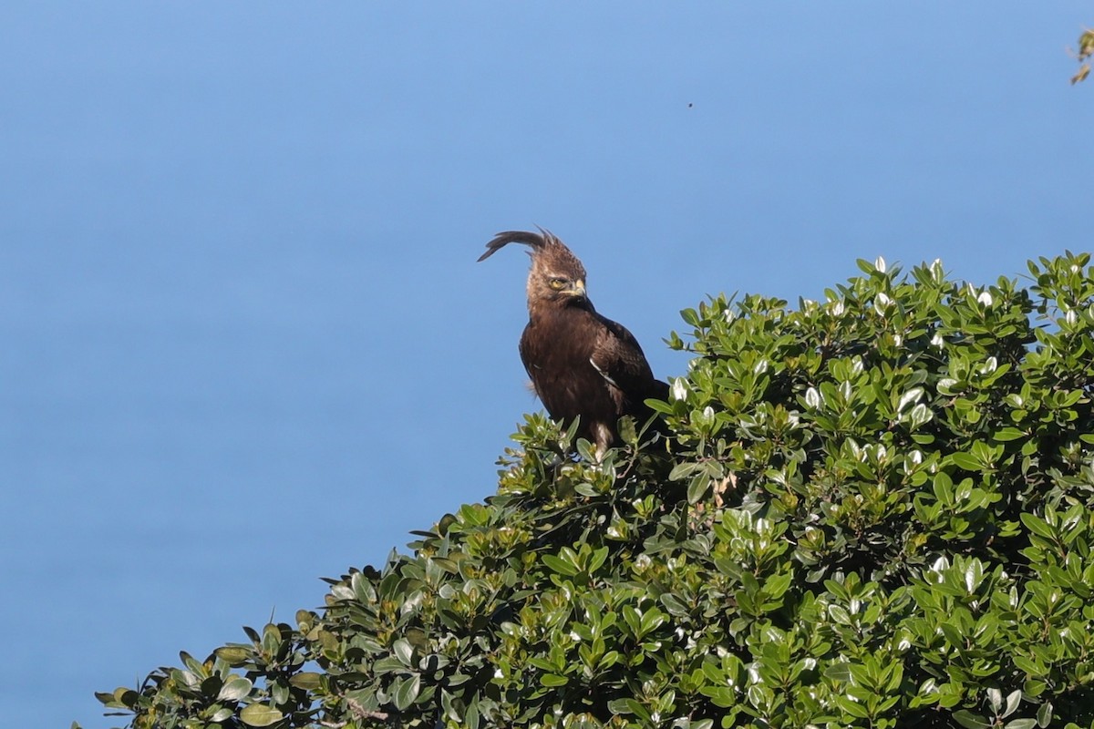 Aigle huppard - ML644265621