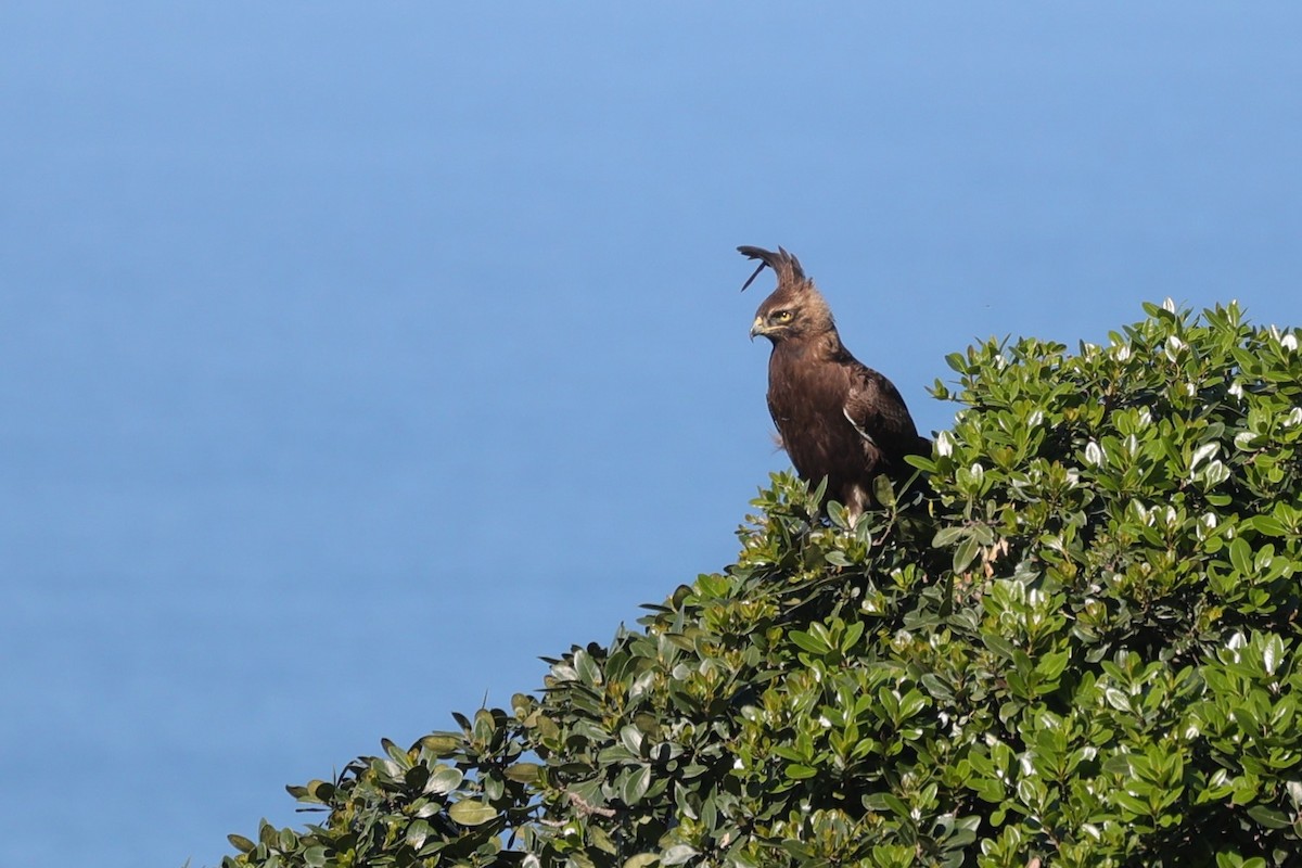 Aigle huppard - ML644265622