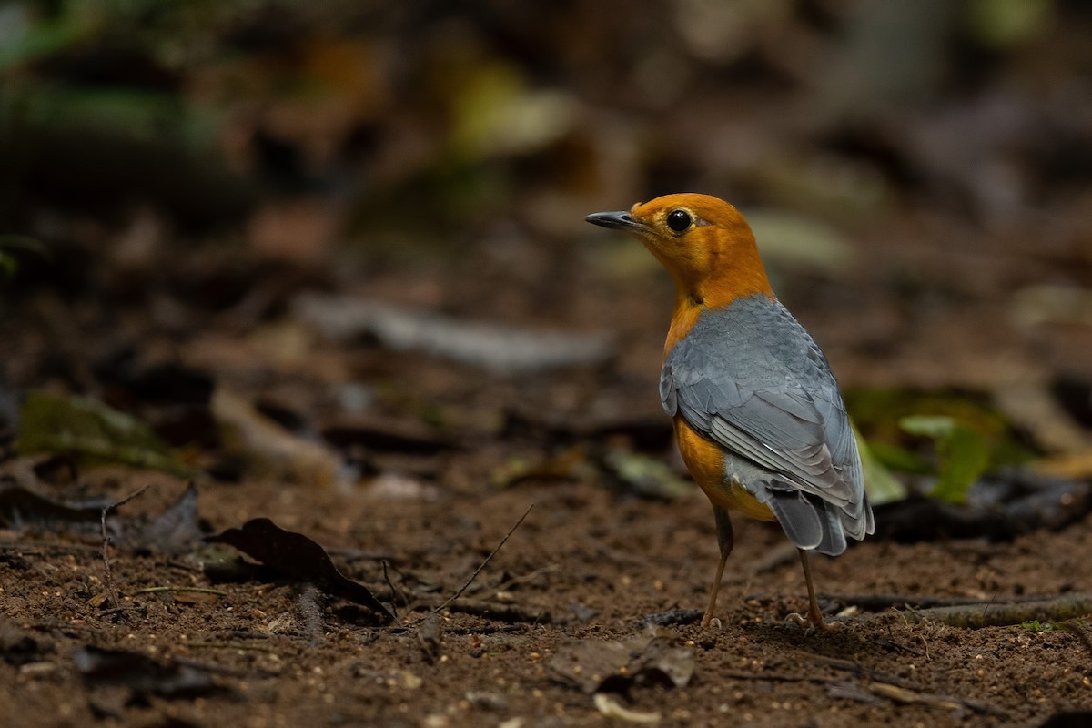 vietnamhøne - ML644265623