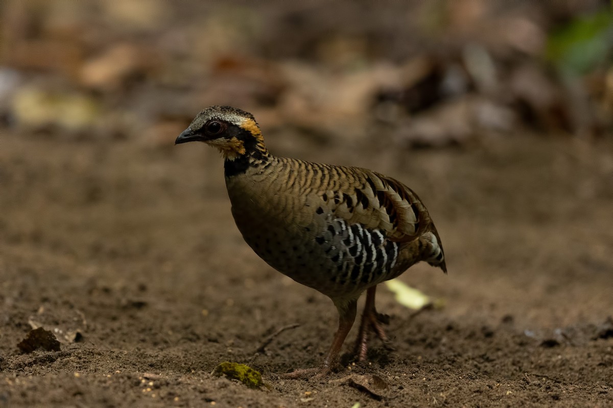 vietnamhøne - ML644265625