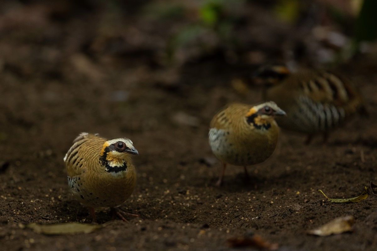 vietnamhøne - ML644265626