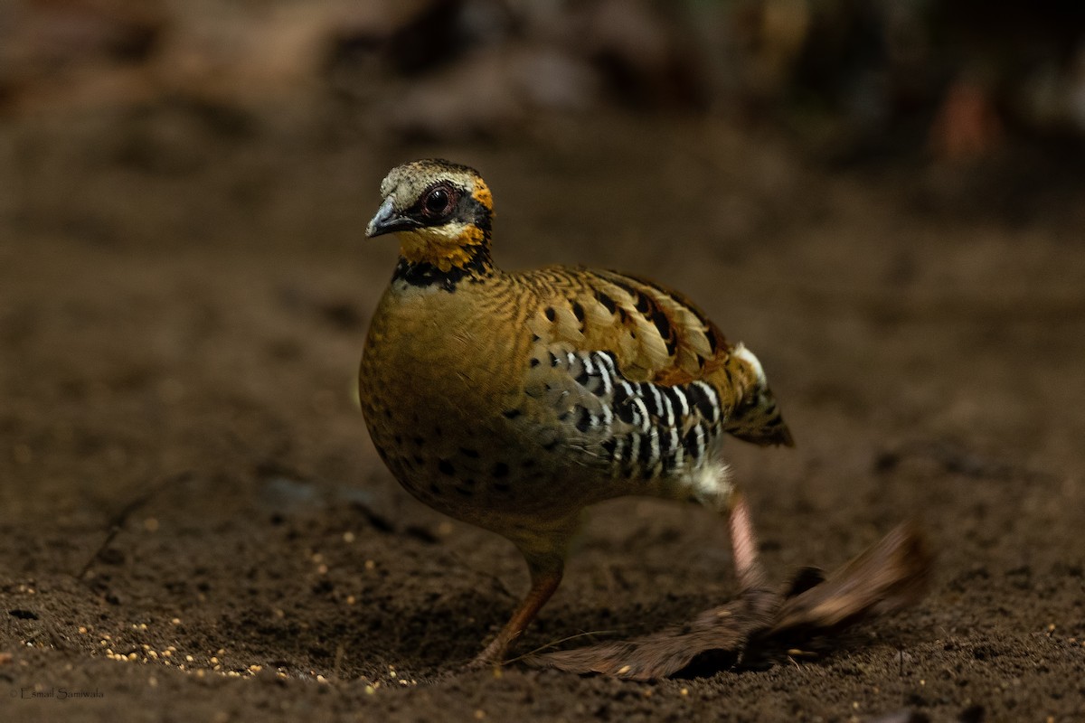 vietnamhøne - ML644265627