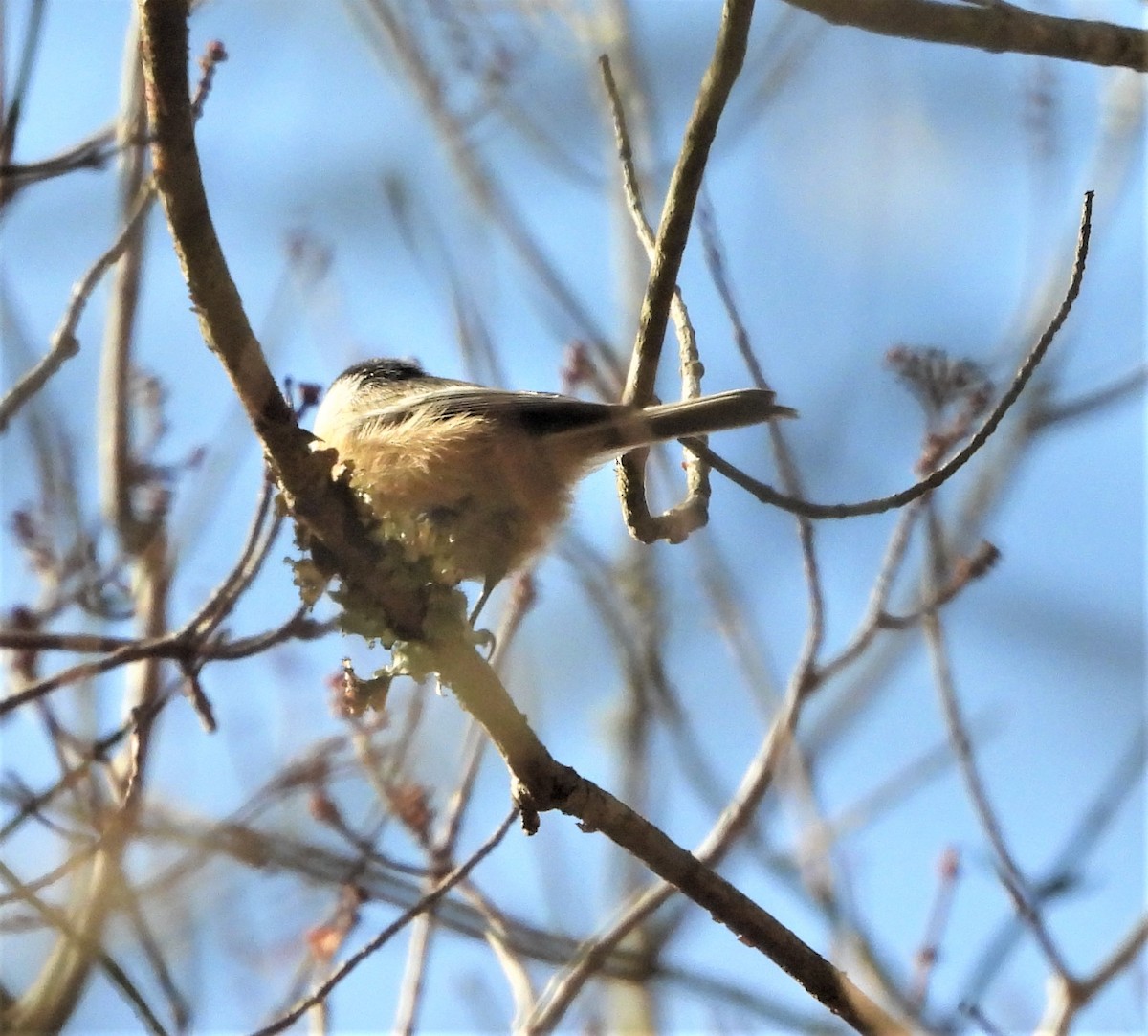 Sittelle à poitrine blanche - ML644265628