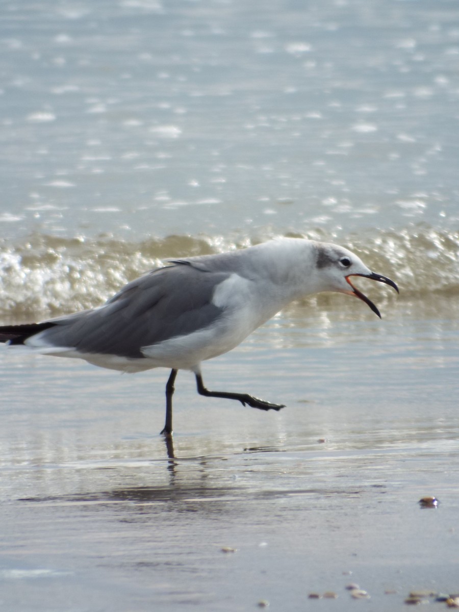 Ацтекская чайка - ML644265630