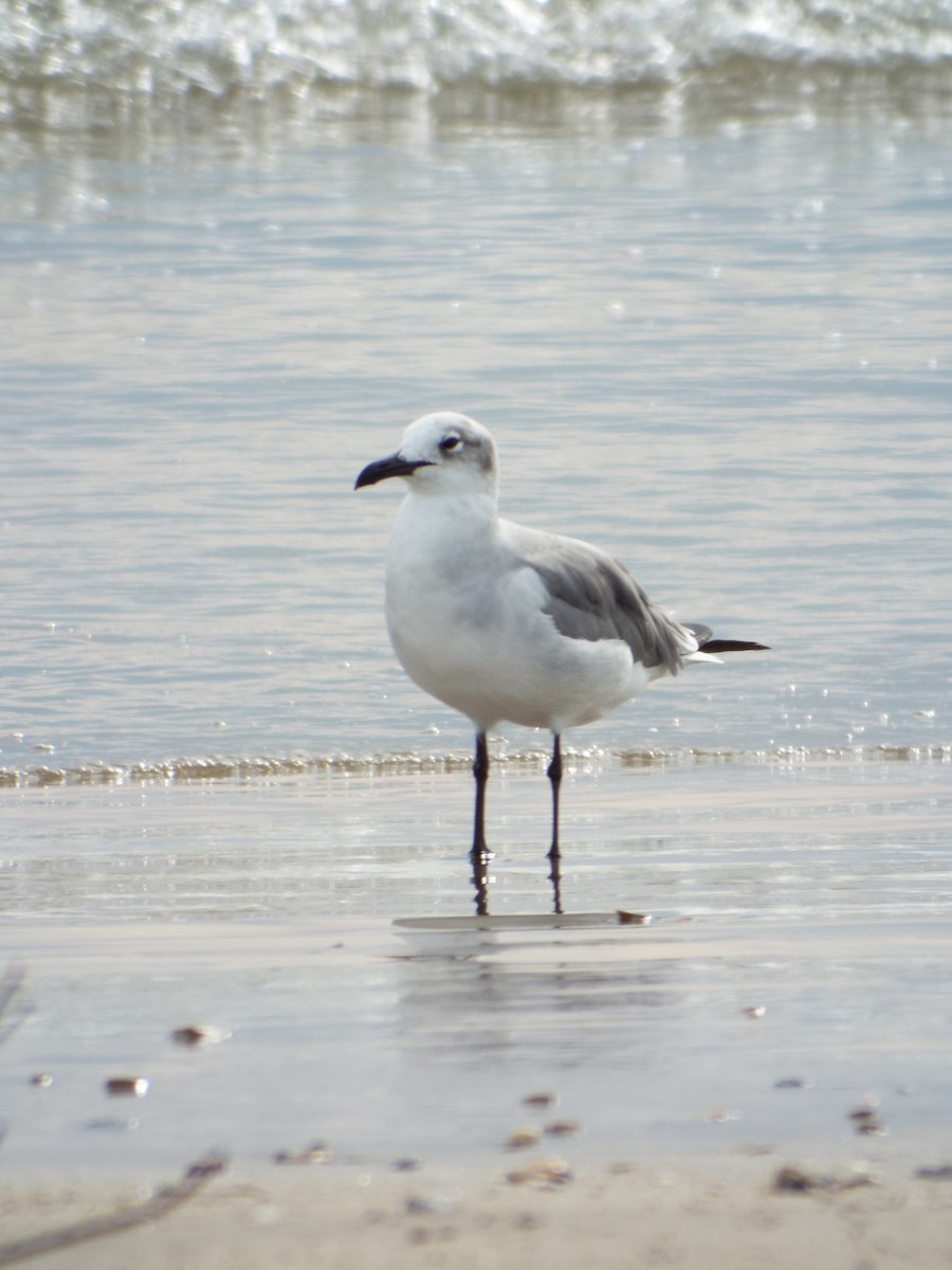 Ацтекская чайка - ML644265631