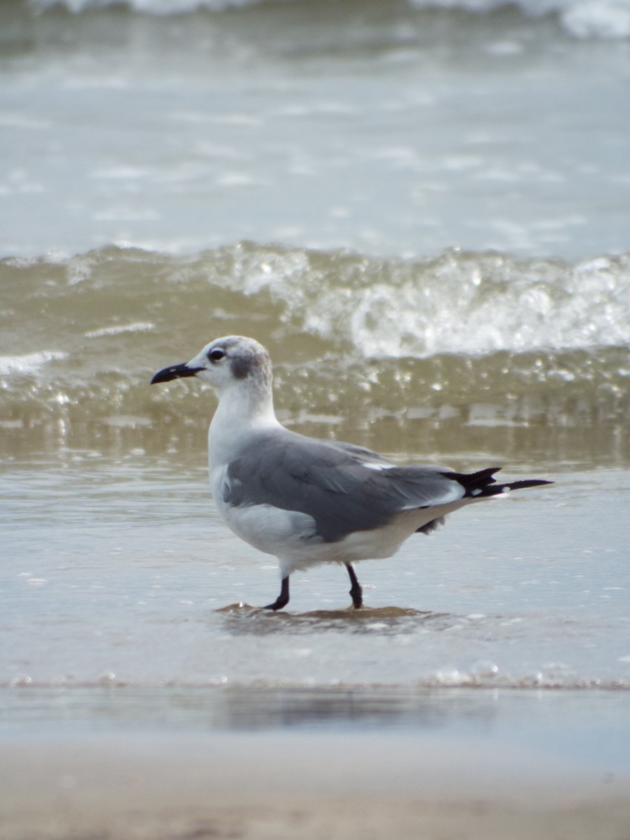 Ацтекская чайка - ML644265632