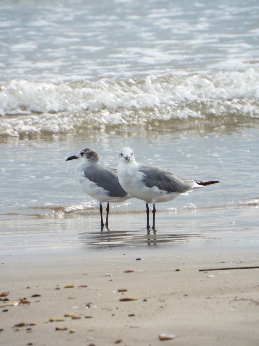 Ацтекская чайка - ML644265634