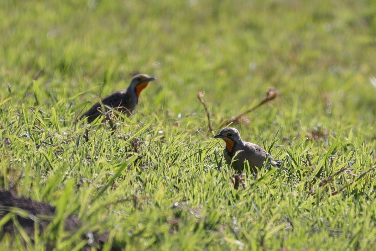 Капский шпорник - ML644265663