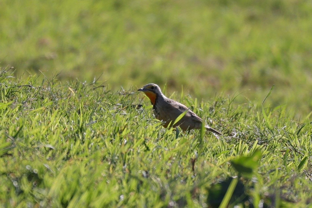 Капский шпорник - ML644265664