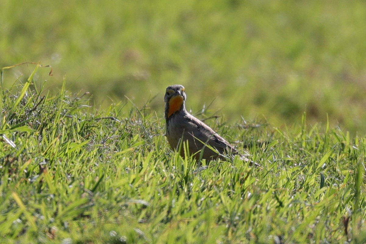 Капский шпорник - ML644265665
