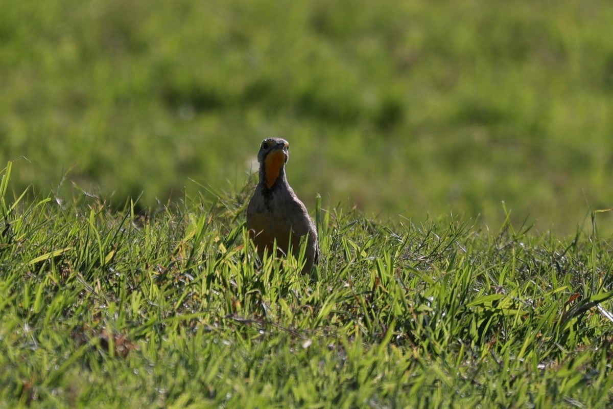 Капский шпорник - ML644265666