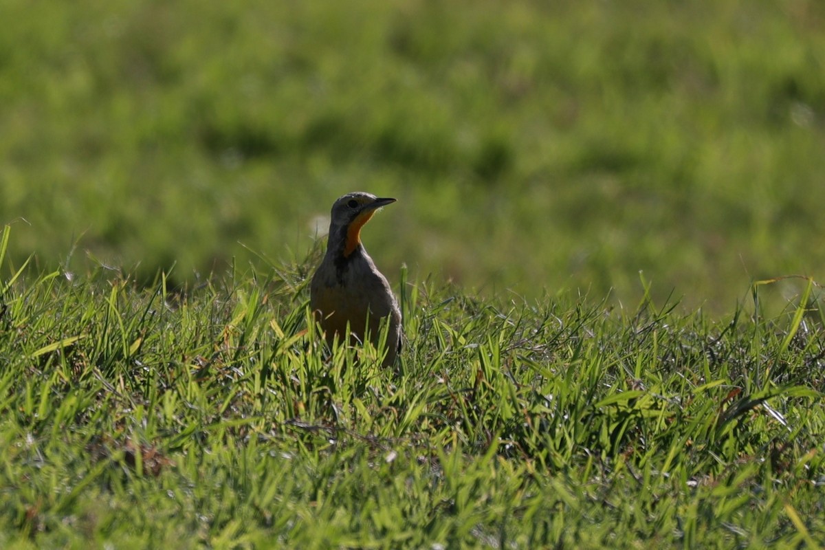 Капский шпорник - ML644265667