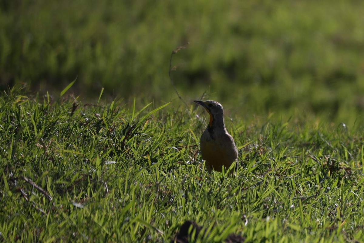 Капский шпорник - ML644265668
