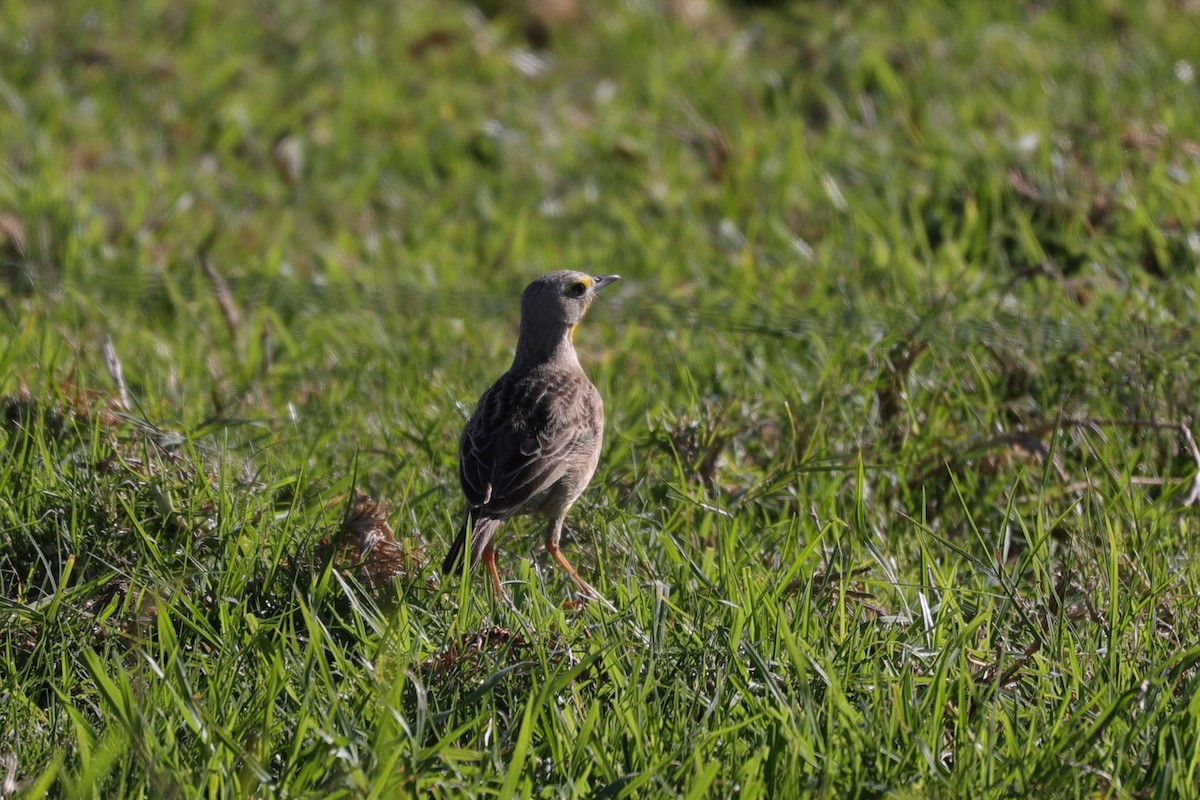 Капский шпорник - ML644265669