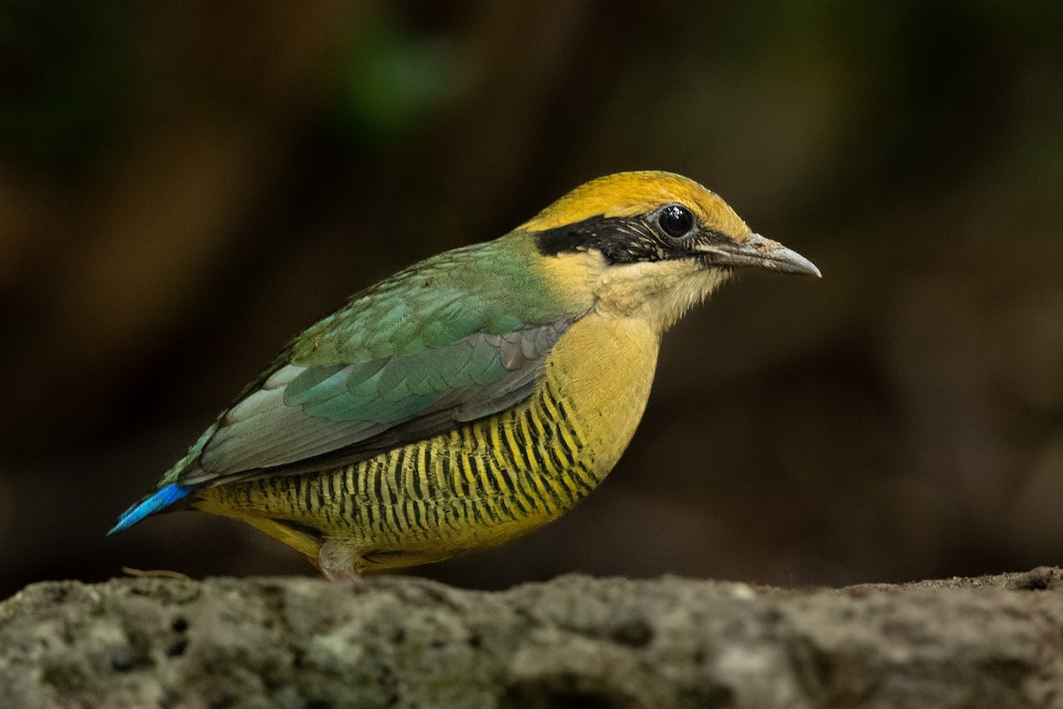 Bar-bellied Pitta - ML644265678