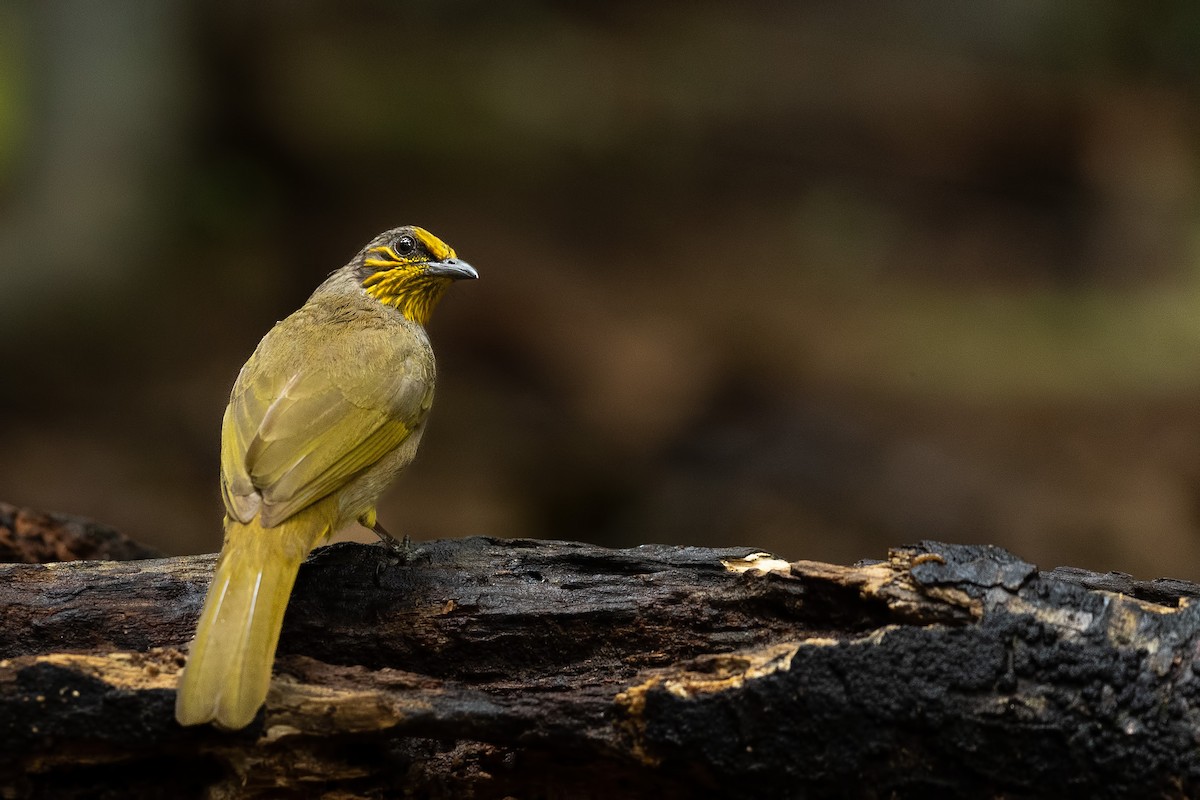 Stripe-throated Bulbul - ML644265683