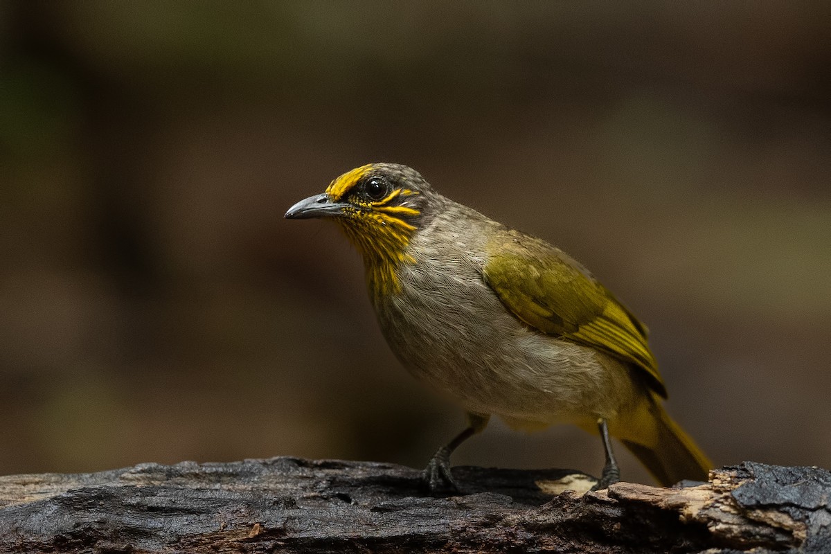 Stripe-throated Bulbul - ML644265684