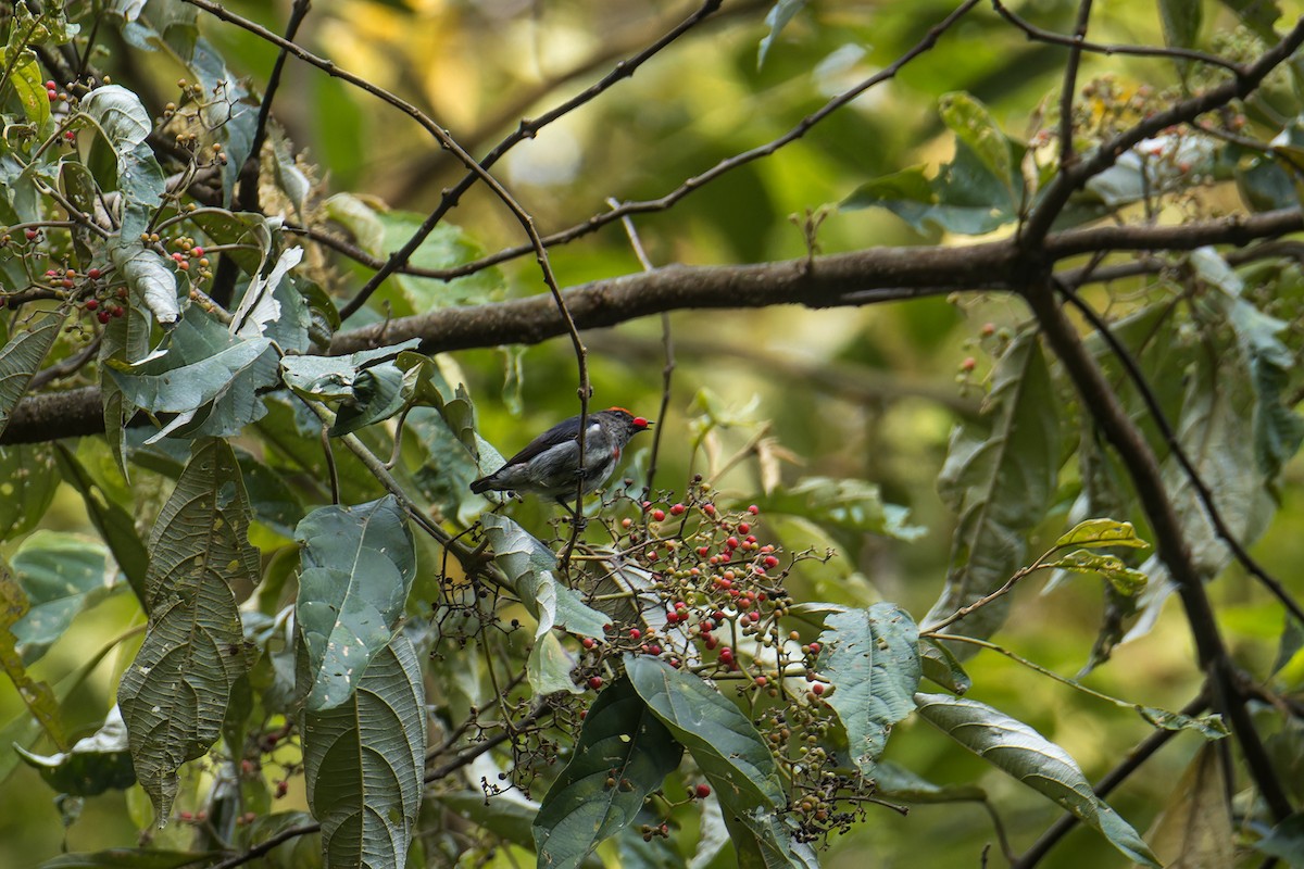 Dicée à tête rouge - ML644265687