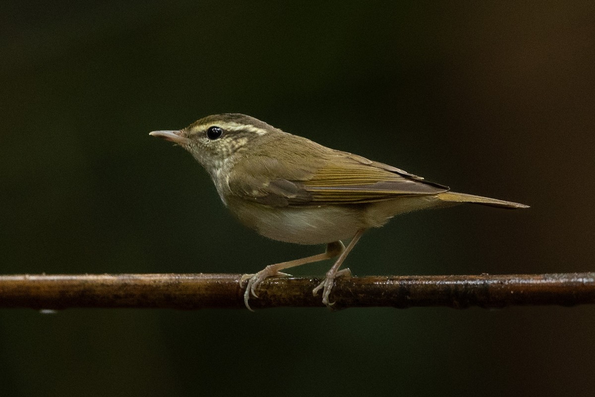 Цэгээн шилбэт дууч шувуу - ML644265698