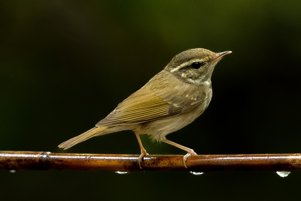 Цэгээн шилбэт дууч шувуу - ML644265699