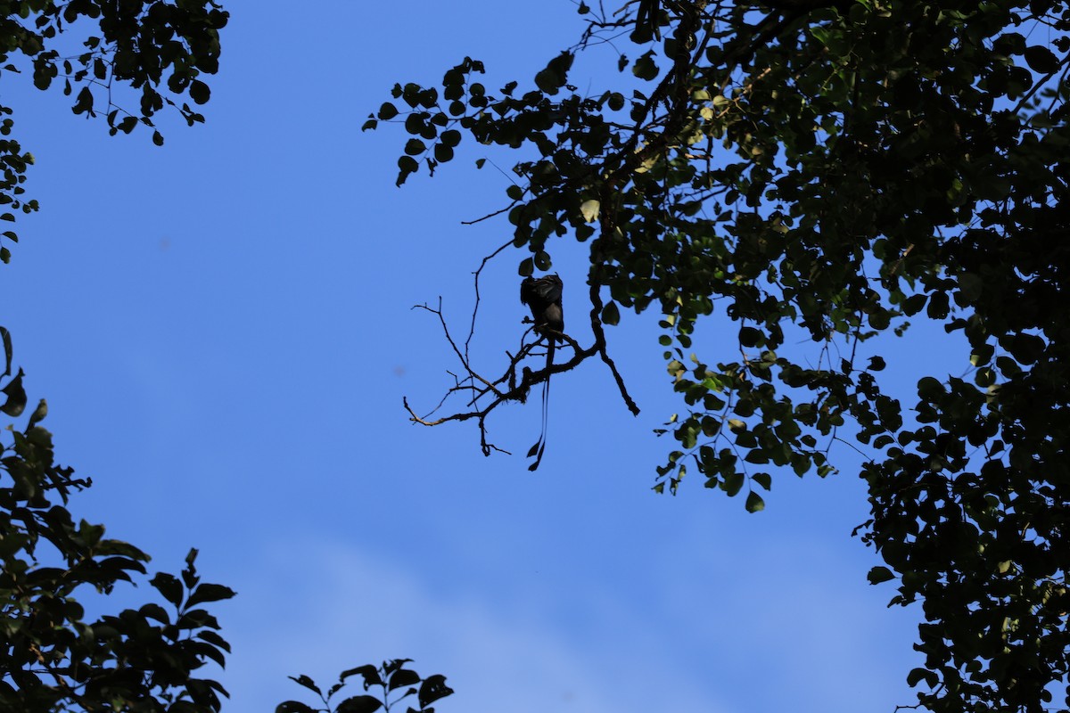 dragedrongo - ML644265706