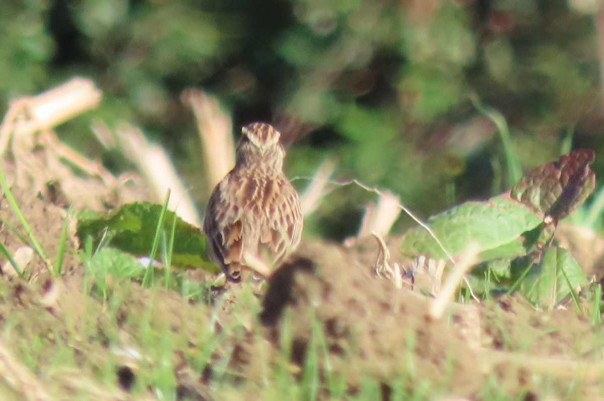 Tottavilla - ML644265711