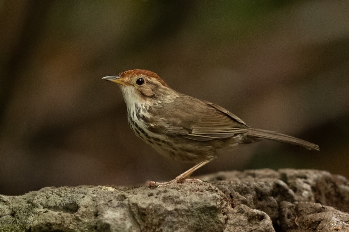 Puff-throated Babbler - ML644265713