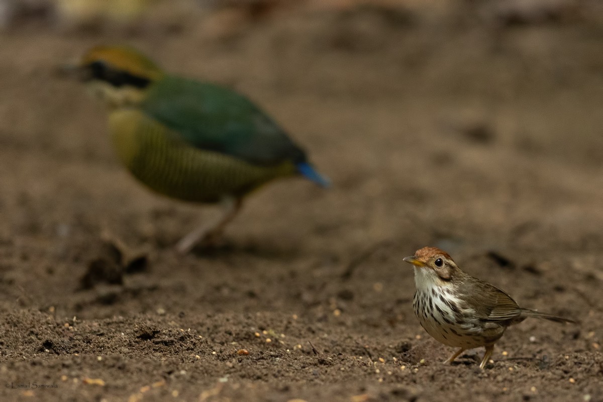 Puff-throated Babbler - ML644265714