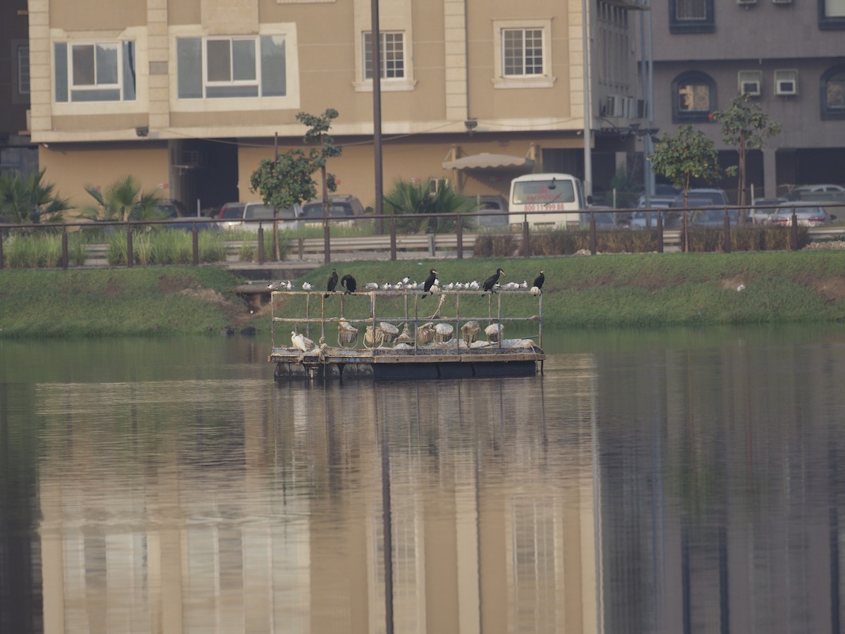 Great Cormorant - ML644265716