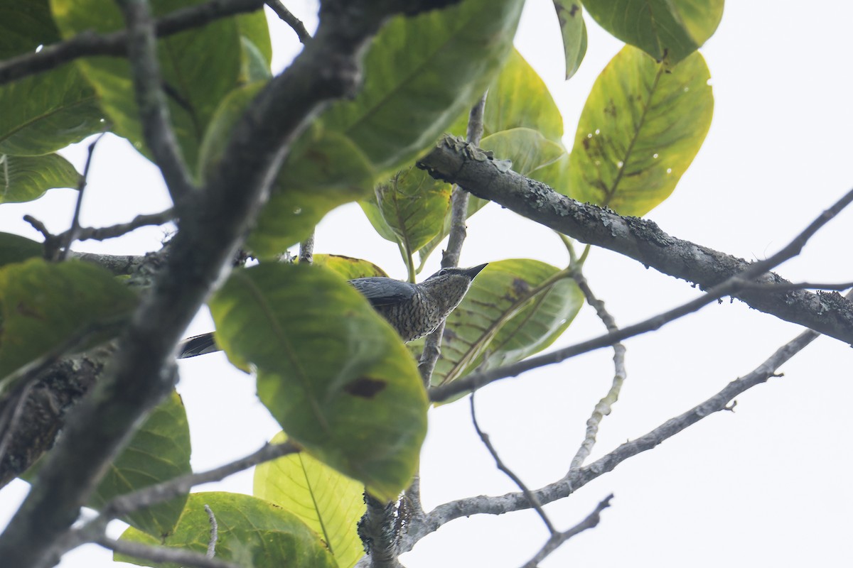 Échenilleur morio - ML644265718