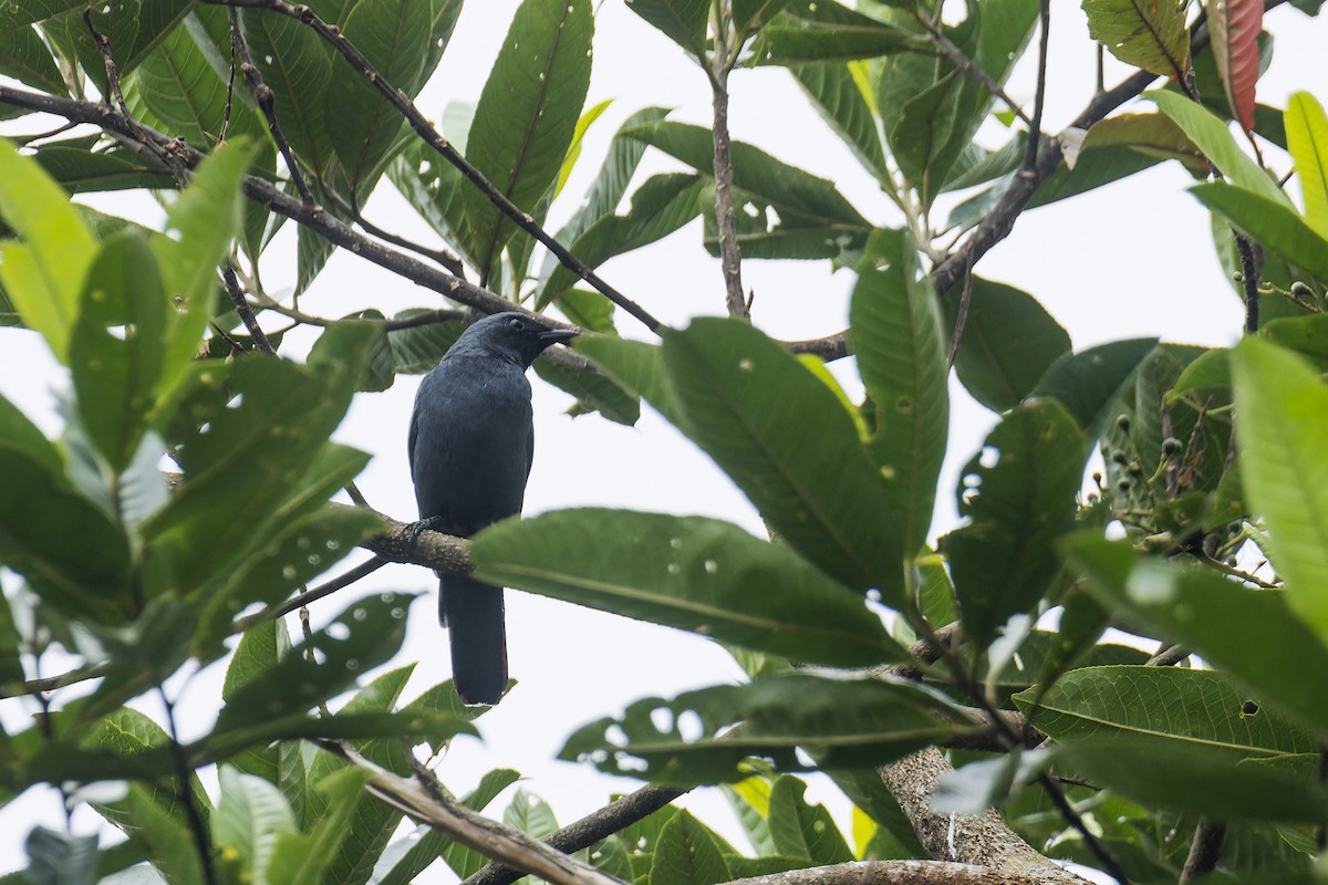 Échenilleur morio - ML644265719