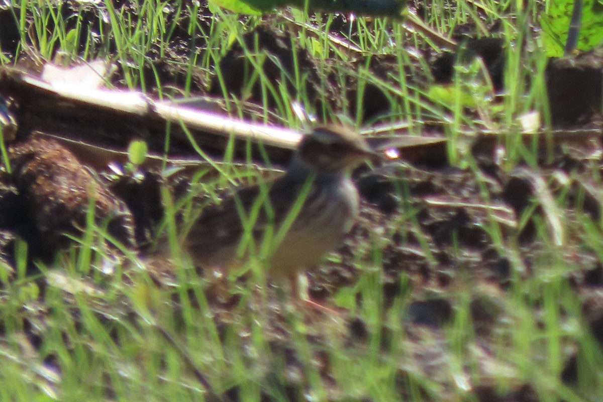 Tottavilla - ML644265723