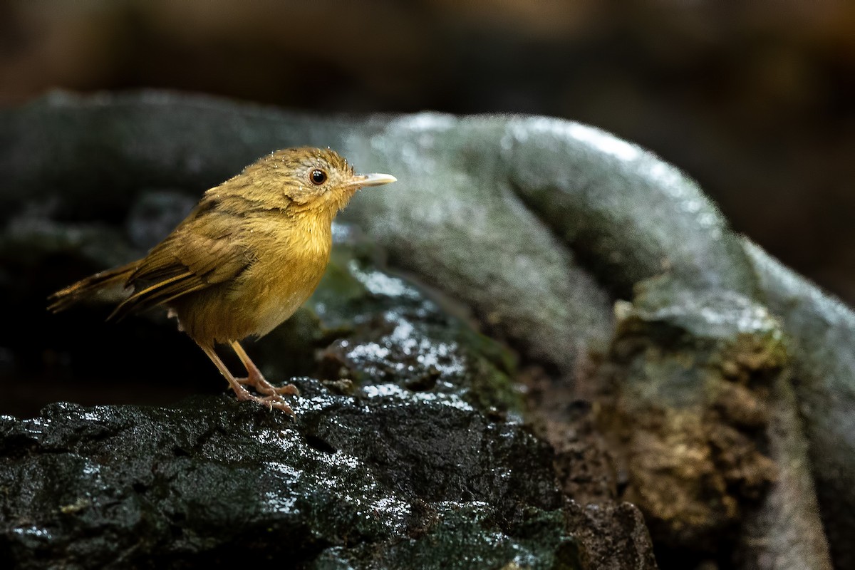 Buff-breasted Babbler - ML644265724