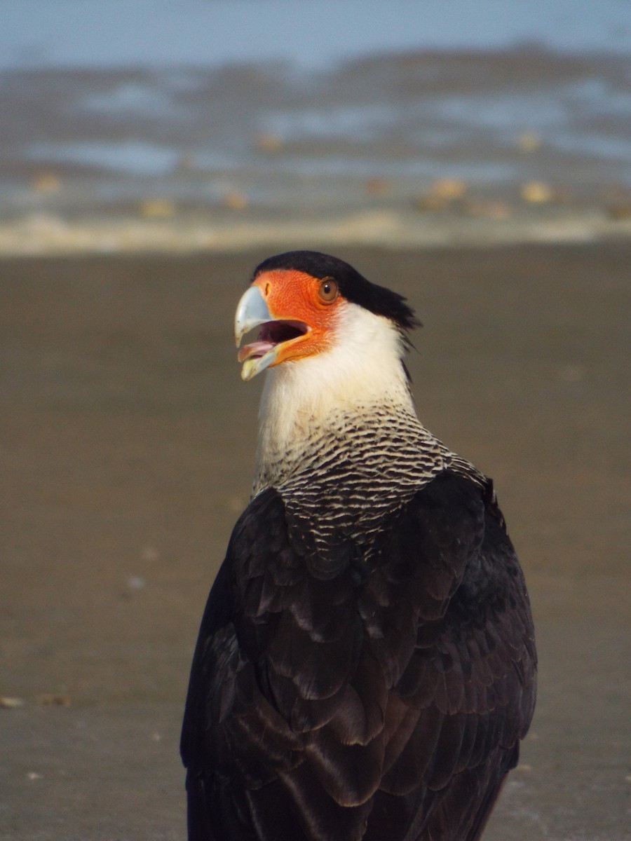 Crested Caracara - ML644265727